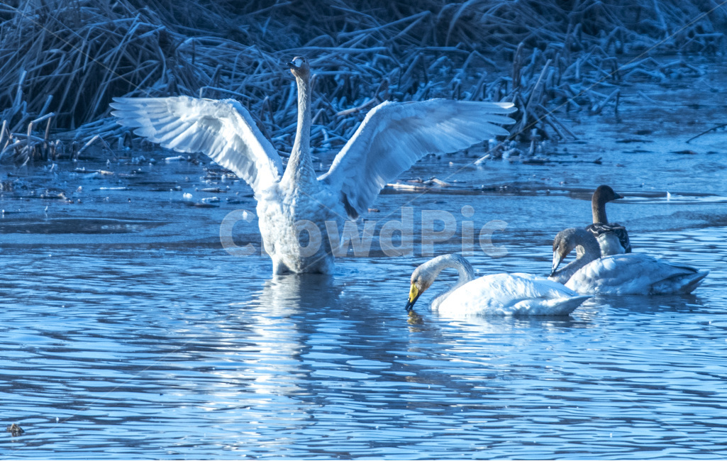 고니,철새,조류,새,동물,화포천,생태공원,물,습지,겨울,겨울,계절,winter,season,동물,animal,조류,새,birds