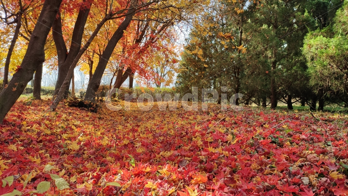 가을,엽록소,mapie,단풍,잎,식물,나무,leaf,plant,tree,가을,계절,fall,autumn,season,식물,자연,plants,nature,나무,trees,wood