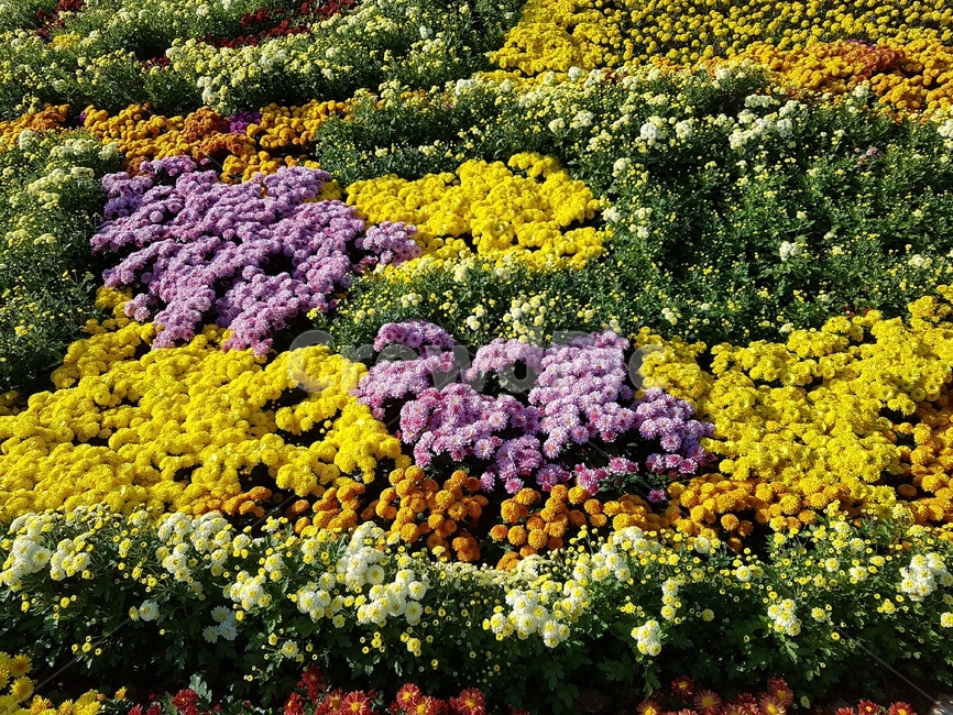 국화,꽃,가을,국화꽃,가을꽃,식물,자연,plants,nature,꽃,flower