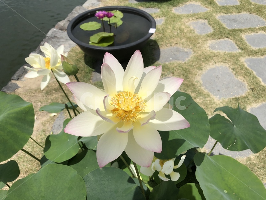연꽃,연꽃축제,궁남지,꽃,수련