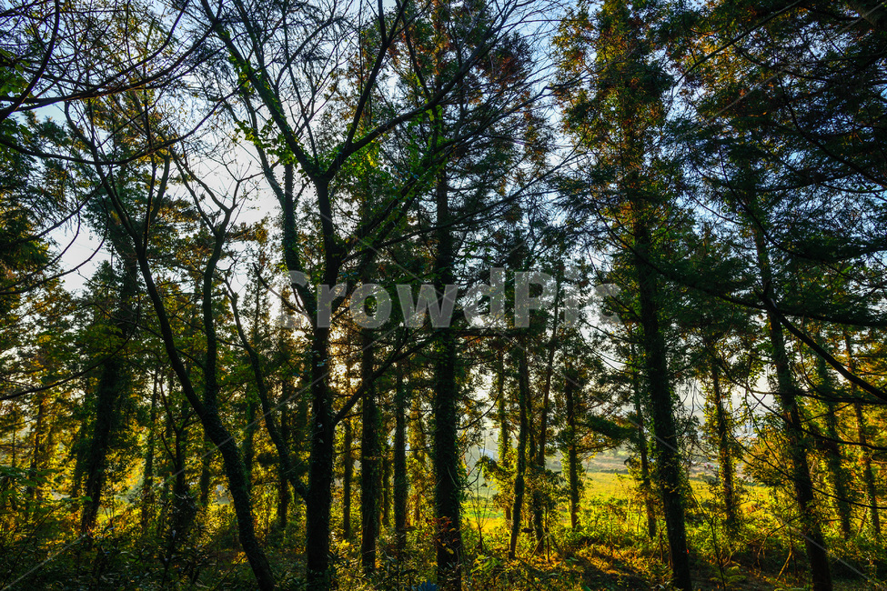 숲,나무,산책,봄,햇살,빛,자연,풍경,nature,landscape,tree,plant,식물,fir,전나무
