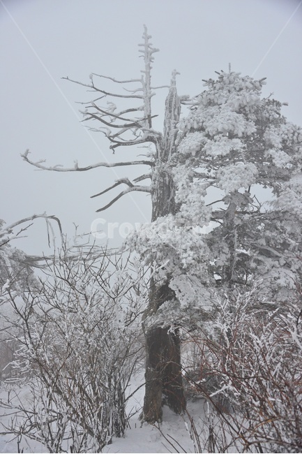 plant,식물,tree,나무,outdoors,옥외,nature,자연,storm,폭풍,blizzard,눈보라,winter,겨울,snow,눈,강원도,태백산,태백산설경,계절,태백산고사목