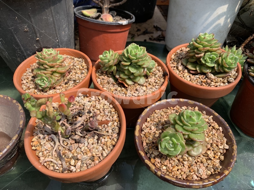 다육,식물,흙,화분,장식