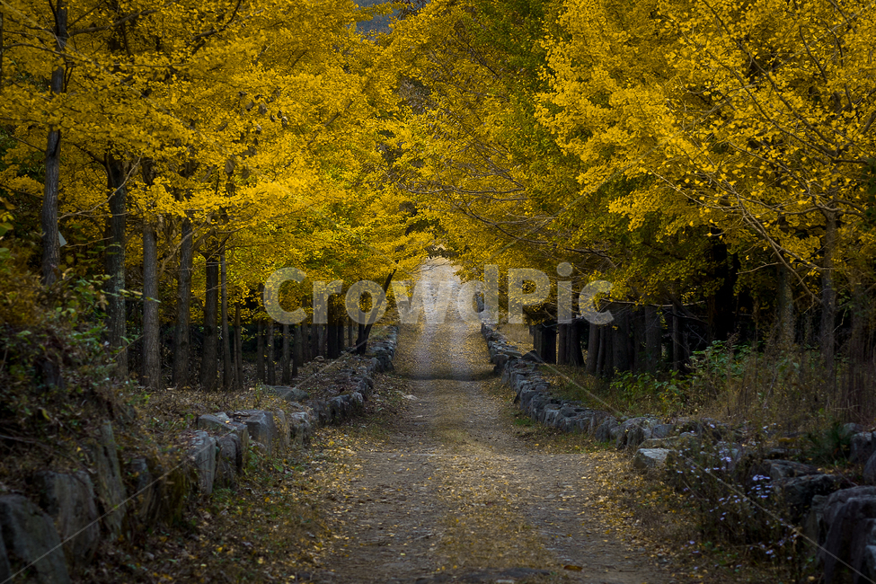 은행나무,은행나무숲,은행나무길,은행잎,산책,가을,계절,fall,autumn,season,자연,풍경,nature,landscape,tree,나무,plant,식물