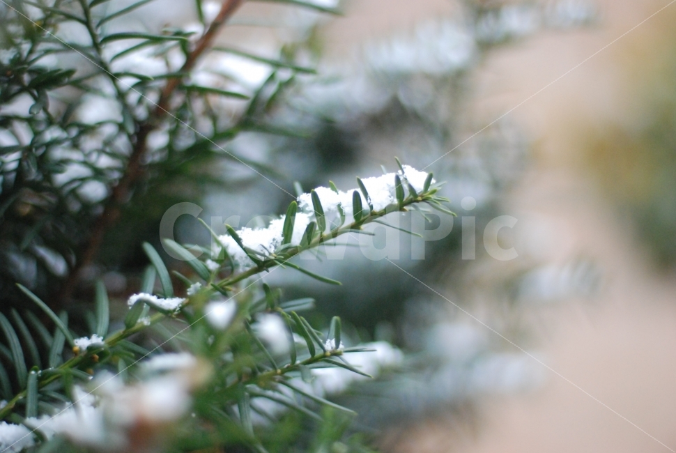 눈,눈꽃,겨울,green,winter,season,계절,초록,소나무,plants,nature,white,겨울,계절,winter,season,식물,자연,plants,nature,감성,sensible,feeling