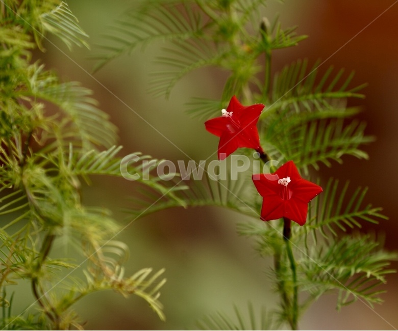 새깃유홍초,식물,꽃,야생화,여름,plants,nature,flower,summer