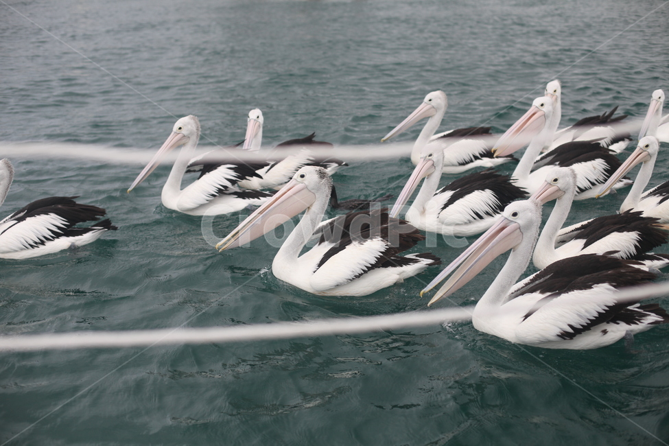 팰리컨,pelican,사다새,바다,sea,ocean,water,물,bird,새,animal,동물,동물,animal,조류,새,birds