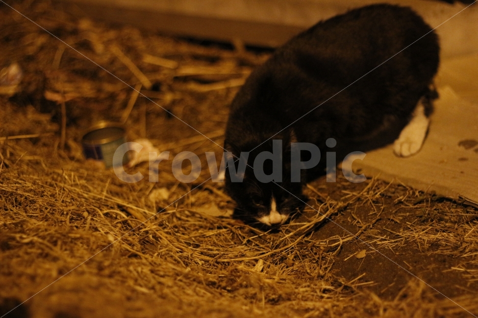 고양이,반려동물,유기묘,길냥이,애완동물,cat,pet,kitten,아기고양이,코숏,코리안숏헤어,동물,animal,캣맘,캣대디,동물,animal,고양이,cat,kitten,kitty,포유류,mammal