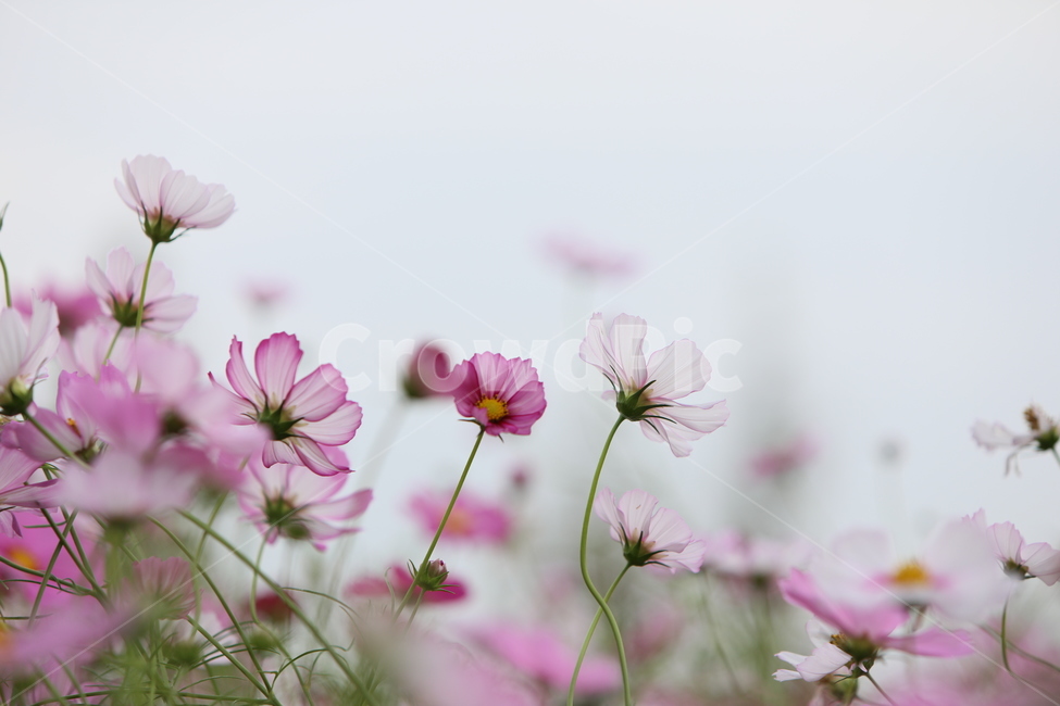 코스모스,가을풍경,가을꽃,꽃,아름다움,가을,계절,fall,autumn,season,식물,자연,plants,nature,꽃,flower,blossom,geranium,제라늄,plant
