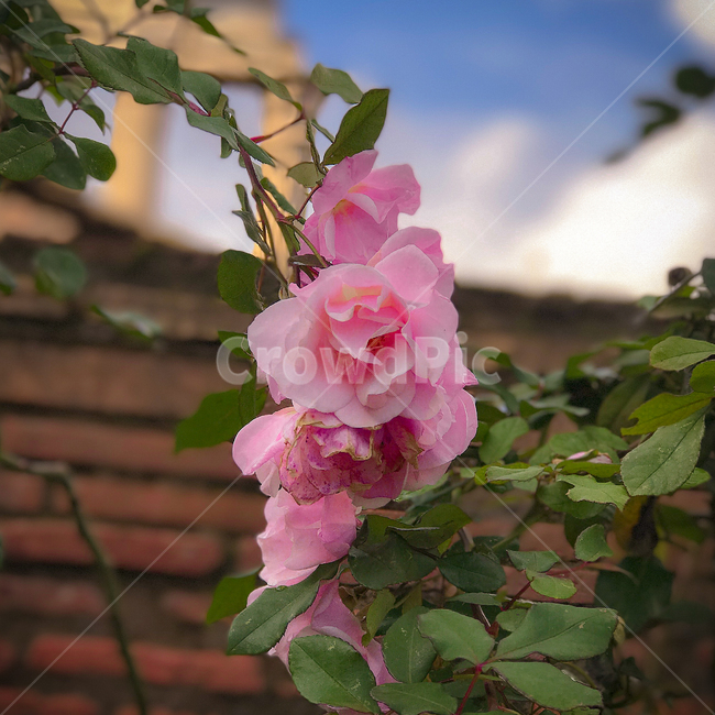 식물,꽃,blossom,flower,plant,식물,자연,plants,nature,꽃,flower