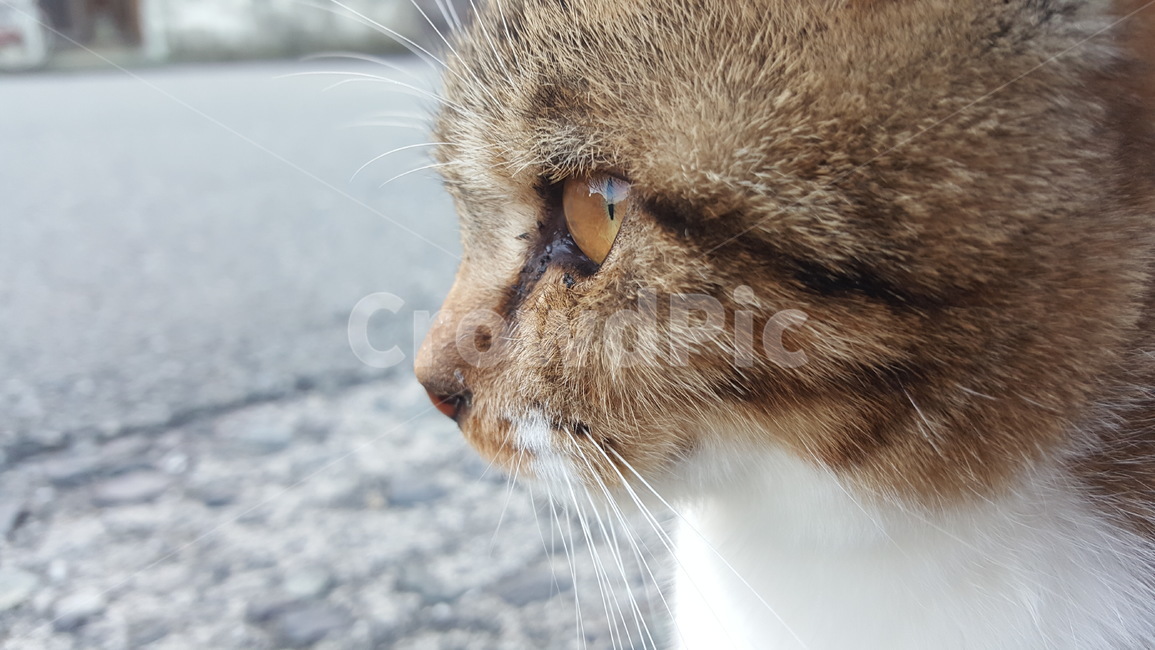고양이눈,고양이볼,고양이,아기고양이,근접사진,아깽이