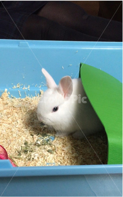 토끼,애완동물,동물,포유류,animal,rabbit,동물,animal,포유류,mammal