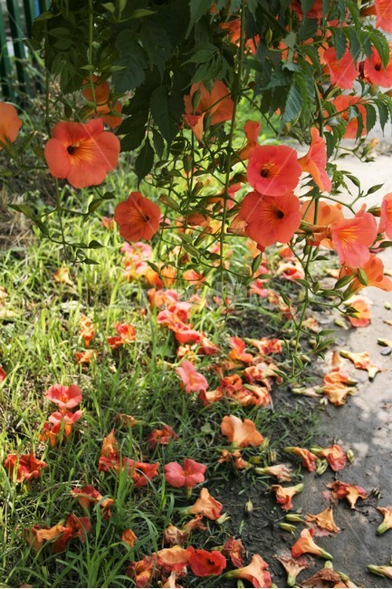 능소화,금등화,능소화과,중국원산,덩굴나무,관상수,약용식물,식물,자연,plants,nature,꽃,flower
