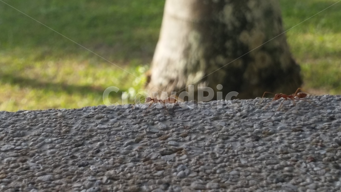 개미,ant,곤충,insect,bug,곤충,벌레,insect,bug