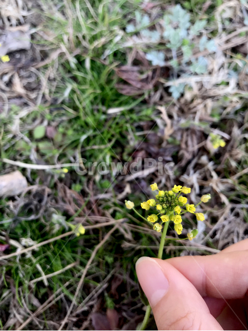 작은꽃,노란색꽃,여자손,싹튼,계절,봄꽃,탄생,spring,vitality,식물,자연,plants,nature,꽃,flower