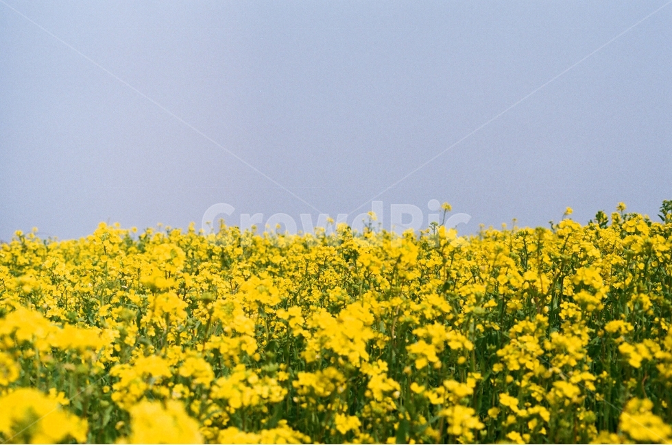 유채꽃,꽃밭,유채꽃밭,flower,flowerfield,노란꽃,파란하늘,색감,필름사진,봄,계절,spring,season,자연,풍경,nature,landscape,식물,plants,꽃,flower,field,들,outdoors,옥외,grassland,목초지
