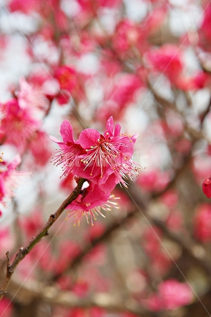 홍매화,매화,매화꽃,봄꽃,꽃,꽃잋,식물,자연,공원,봄,식물,자연,plants,nature,꽃,flower