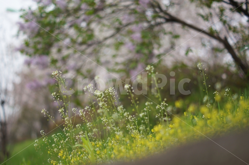 꽃,꽃사진,봄꽃,들꽃,봄풍경,풍경,식물,자연,plants,nature,봄,계절,spring,season,꽃,flower