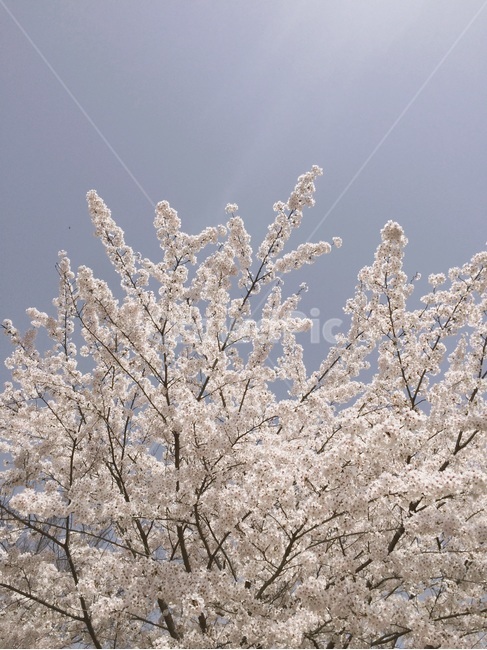 벚꽃,봄,파란하늘,꽃,낭만,데이트,풍경,배경,봄,계절,spring,season,식물,자연,plants,nature,꽃,flower,plant