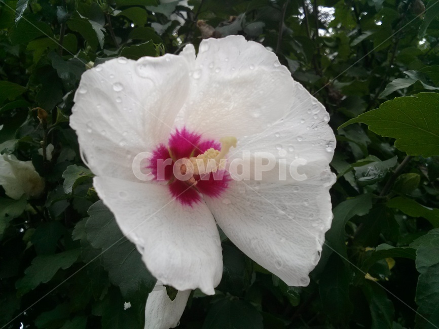무궁화,식물,plant,꽃,blossom,flower,단심계,백단심계,잎,leaf,흰색,white,빗방울,raindrop,hibiscus,mugunghwa,roseofsharon