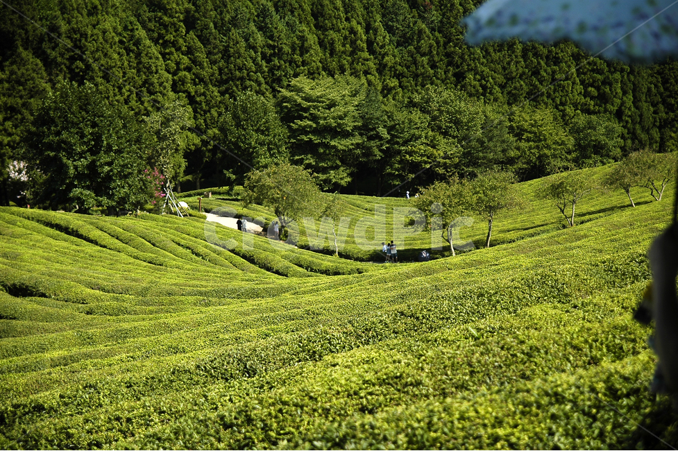 자연,풍경,녹차,숲,휴식,자연,풍경,nature,landscape,한국자연풍경,한국자연경관,korea nature landscape,산업,industry,industrial,농업,농사,agriculture,farming,farming industry,outdoors,옥외