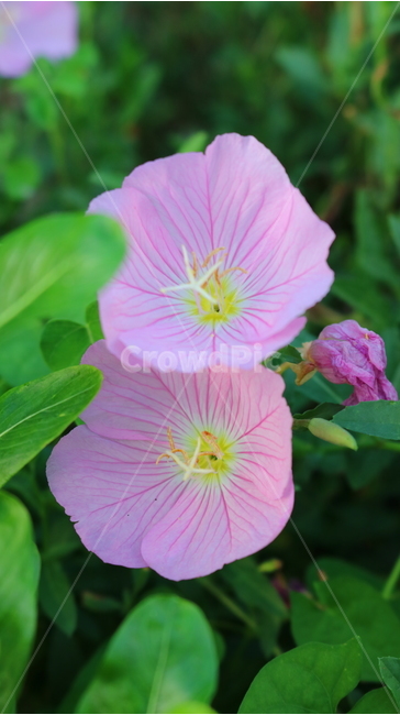 달맞이꽃,꽃,낮달맞이꽃,식물,바늘꽃과,분홍꽃,자연,관상용,식물,자연,plants,nature,꽃,flower