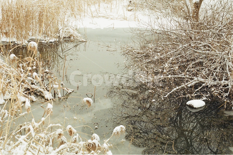 설경,풍경,눈,겨울,나무,강,호수,남양주,물의정원,필름,필름카메라,감성,겨울,계절,winter,season,자연,풍경,nature,landscape,land,땅,outdoors,옥외,grass,잔디,plant,식물