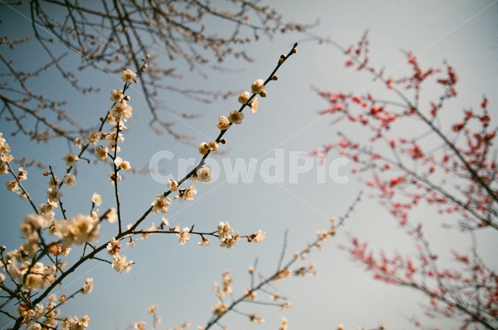 매화,홍매화,꽃축제,매화축제,봄,광양매화축제,감성사진,필름사진,spring,filmphotogrpahy,apricot,flower,analogphotography,봄,계절,spring,season,식물,자연,plants,nature,꽃,flower,plant