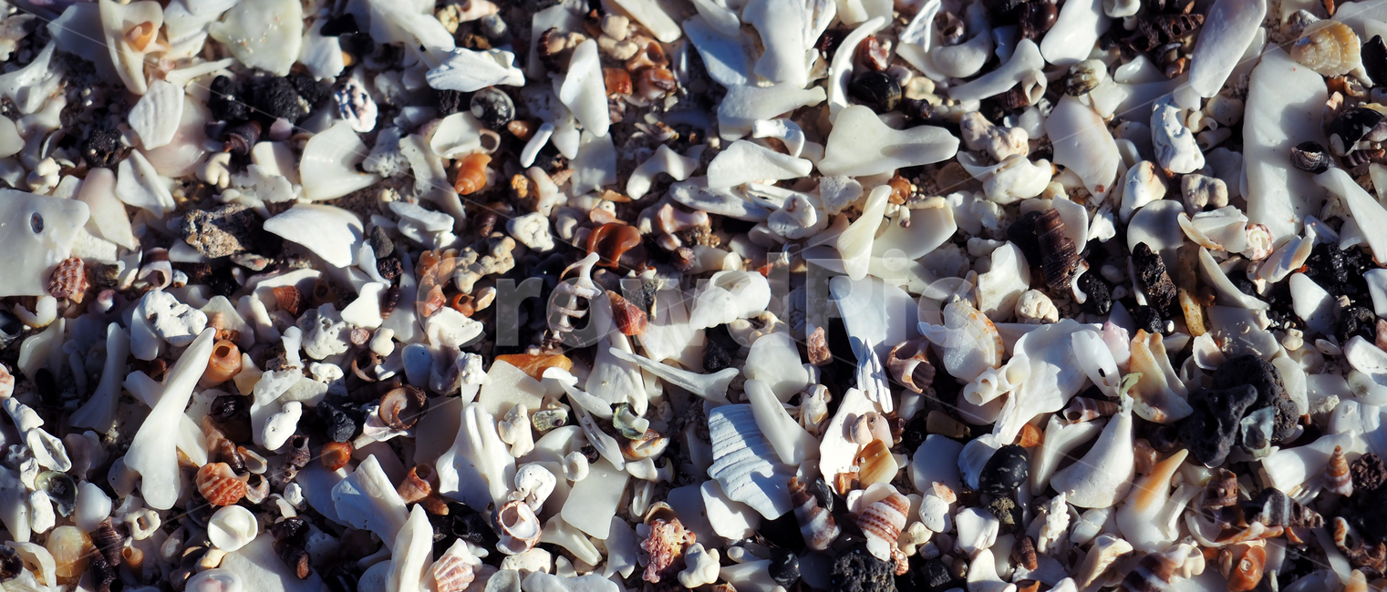 조개껍데기,바다,해변,시선,여유,휴식,소라,해변,바다,beach,sea