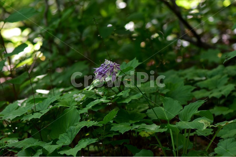 일월비비추,야생화,식물,자연,여름,생태,꽃,힐링,플라워,wildflower,flower,plants,nature,season,감성,느낌,emotion,feeling,여러해살이풀,백합과,비비추속,식물,자연,plants,nature,꽃,flower