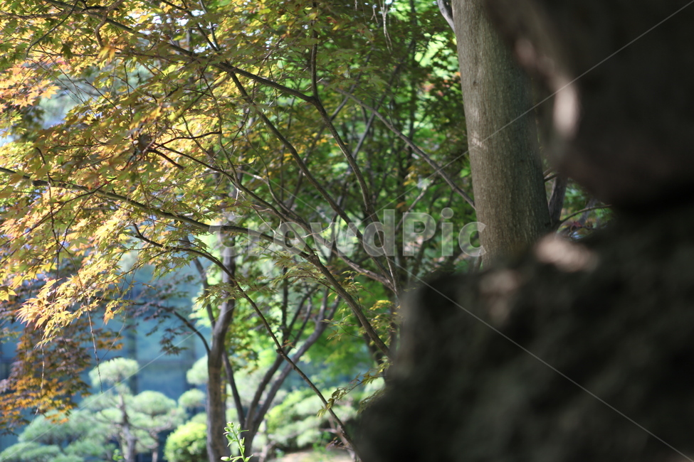 나무,단풍,단풍나무,바위,여름,식물,자연,plants,nature,나무,trees,wood
