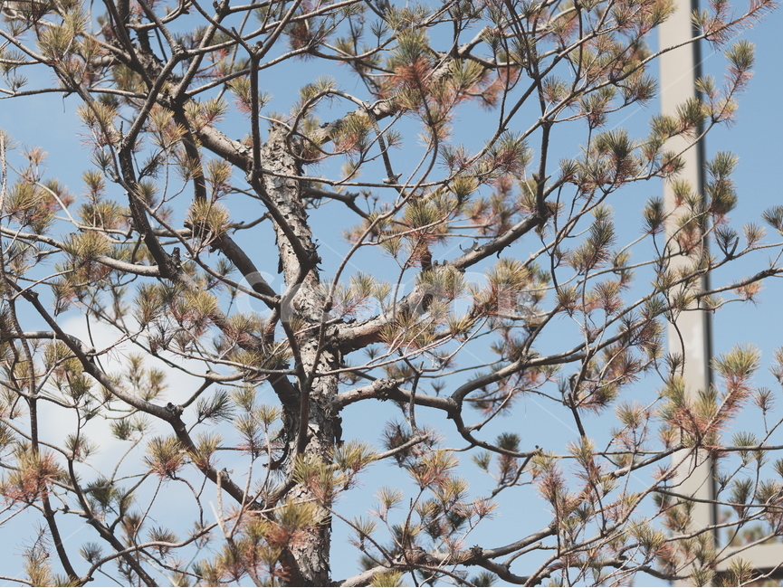 나무,가로수,나뭇잎,봄,tree
