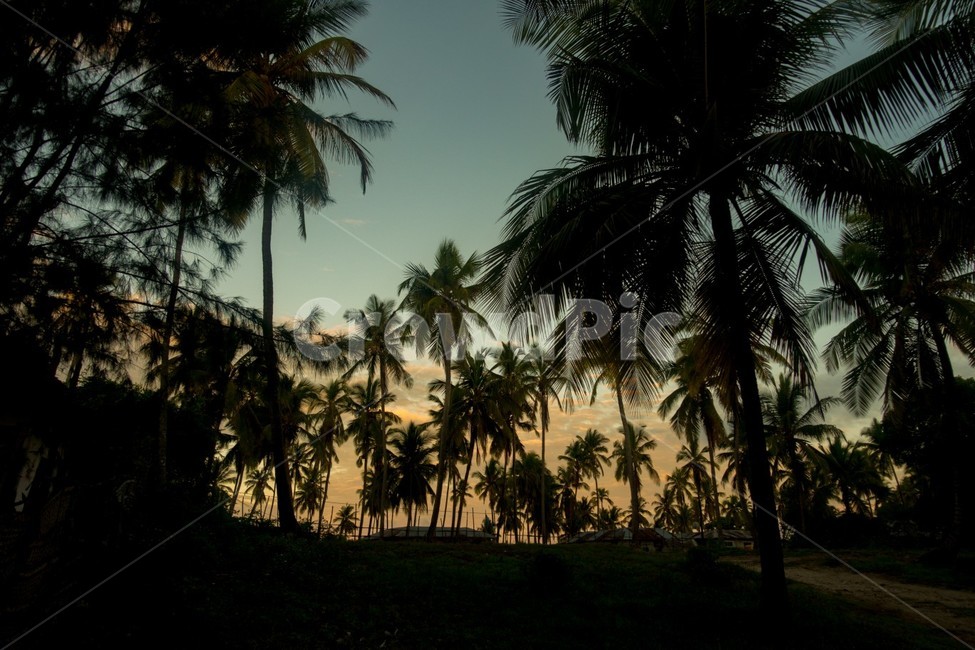 tropical,하늘,야자수,옥외,자연,sky,nature,일몰,dawn,dusk,황혼,sunset