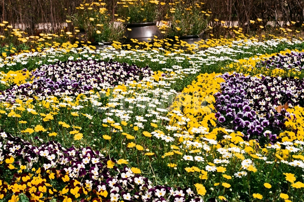 park,spring,꽃,공원,꽃밭,식물,자연,plants,nature,꽃,flower
