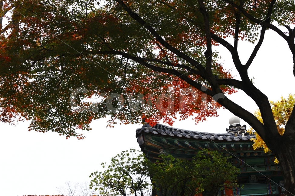 가을,단풍,분위기,감성,fall,autumn,기와,진주성,한국전통,한국문화,korean traditional,korean culture,식물,자연,plants,nature,나무,trees,wood,건축물,건물외관,exterior,building,structure,architecture,construction
