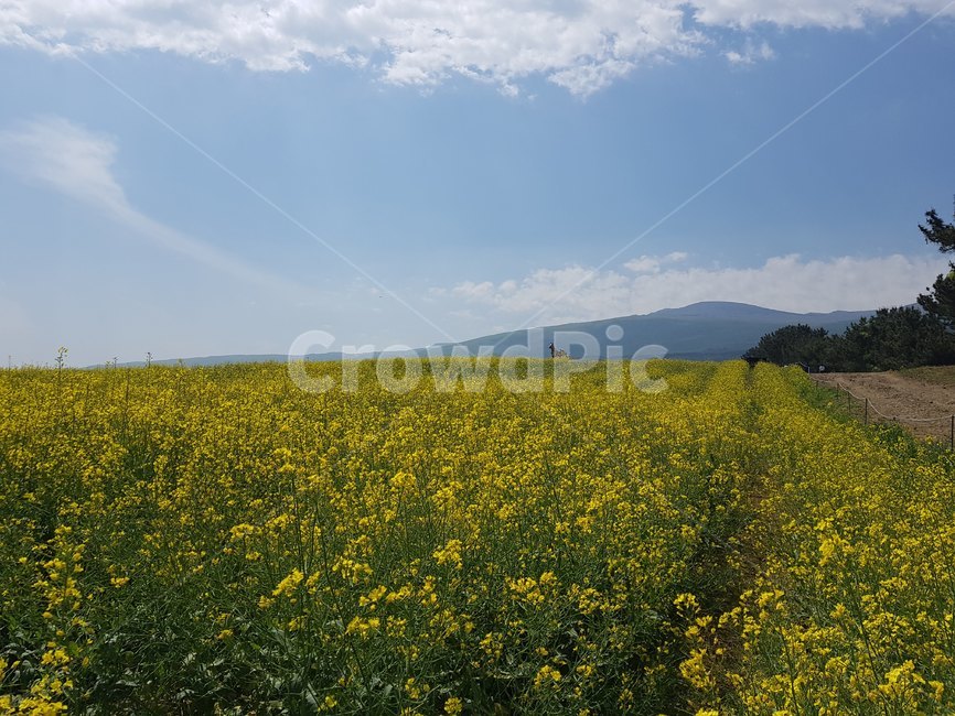 유채꽃,유채꽃밭,꽃길,꽃밭,jeju,제주,제주도,봄,계절,spring,season,grassland,목초지,outdoors,옥외,field,들,nature,자연,farm,농장,rural,농촌,meadow