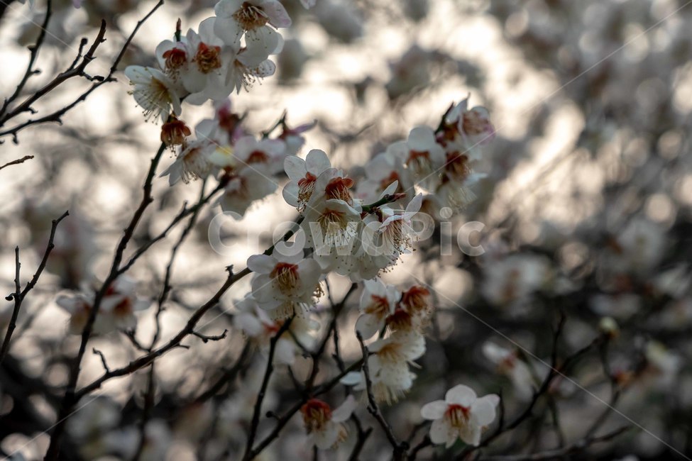 매화,꽃,공원,여의도,봄,봄꽃,봄,계절,spring,season,식물,자연,plants,nature,꽃,flower,plant,blossom