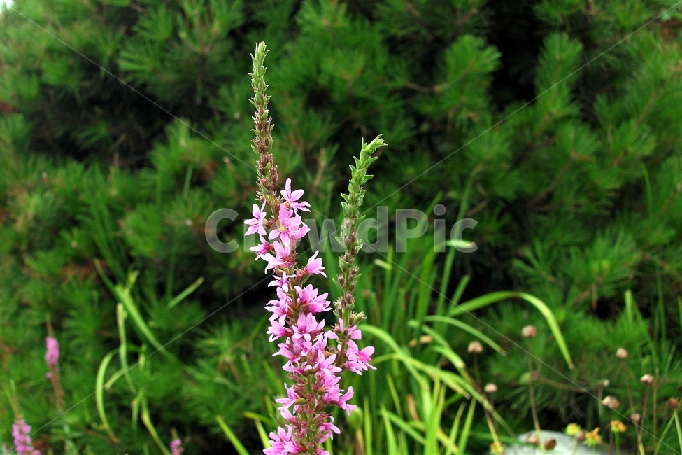 털부처꽃,식물,자연,lythrumsalicaria,습지,다년초,beautiful,plant,flower,식물,자연,plants,nature,꽃,flower