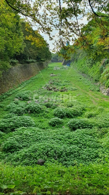 trace,japan,plant,tree,Termination,wall,Nagoya Castle
