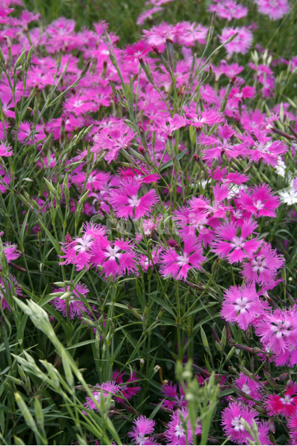 패랭이꽃,식물,flower,plants,nature,꽃,꽃봉오리,꽃밭,식물,자연,plants,nature,꽃,flower