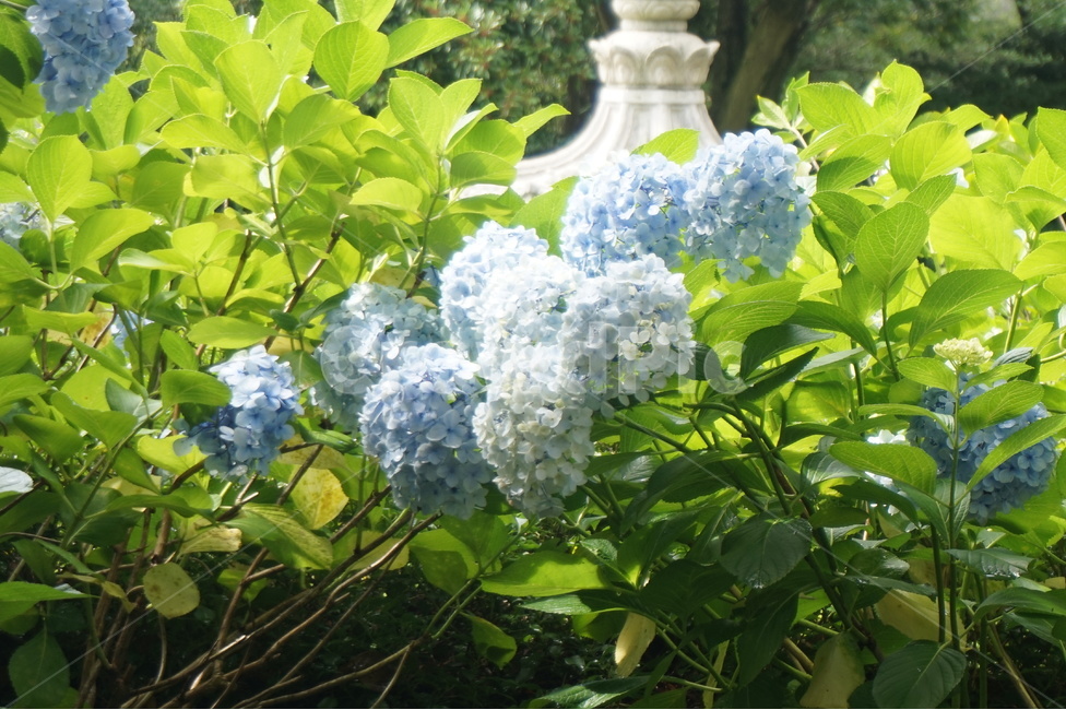 수국,꽃,파란꽃,자연,여름,식물,식물,자연,plants,nature,꽃,flower
