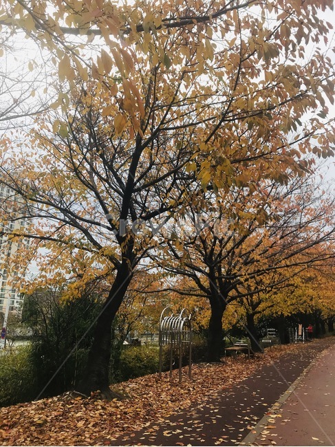 단풍,단풍나무,가을,산책로,산책