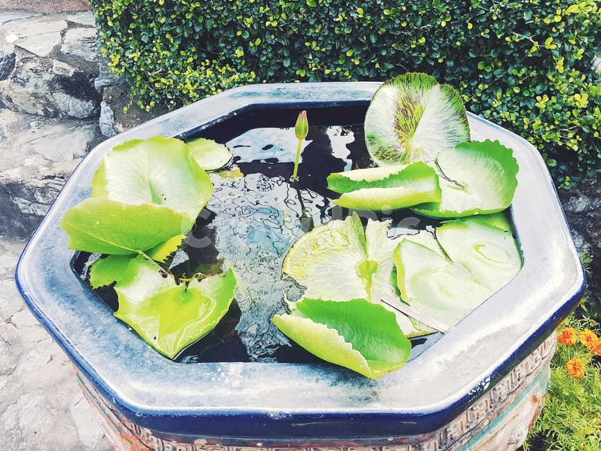 연꽃,화분,연못,봄,공원,식물,자연,plants,nature