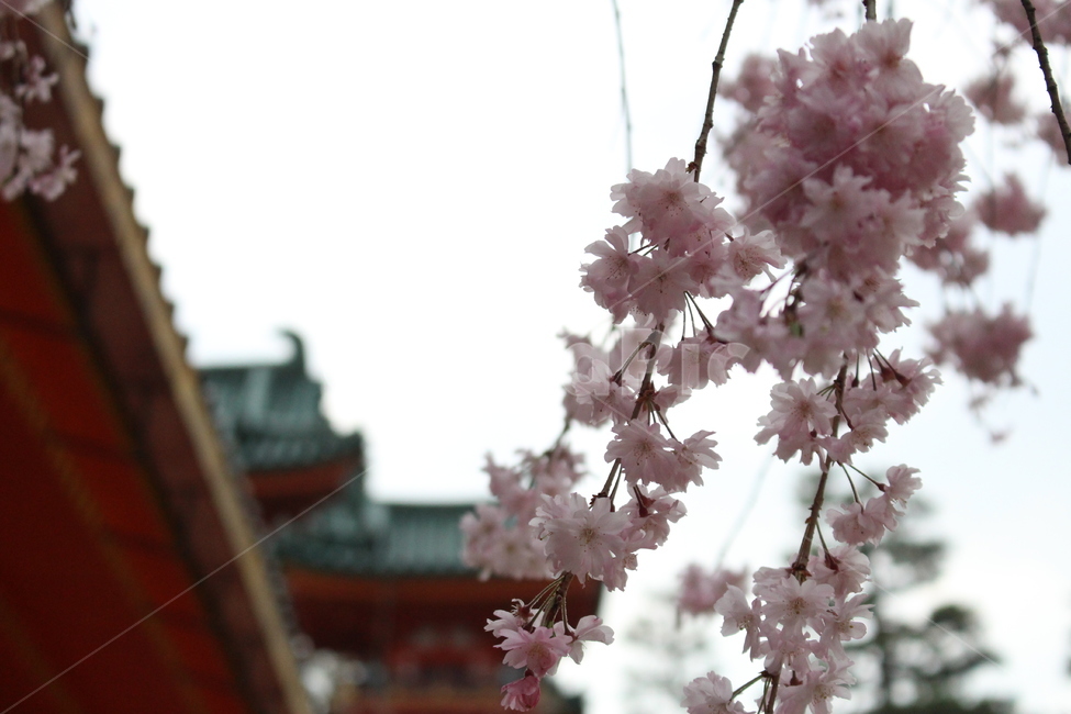 plant,식물,cherryblossoms,벚꽃,풍경,지붕