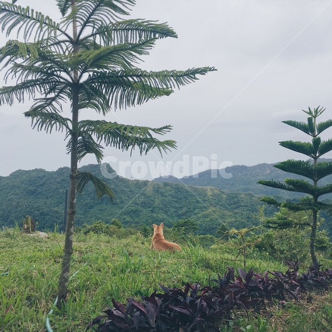 산,풍경,나무,하늘,뒷산