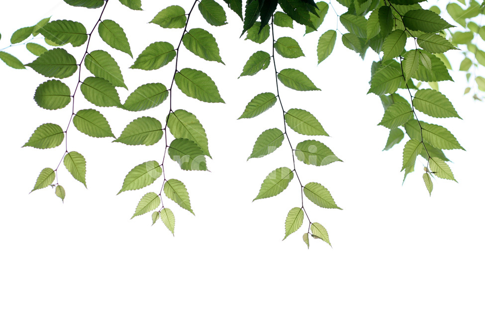 숲,나뭇잎,잎,나뭇가지,나무,식물,자연,plants,nature