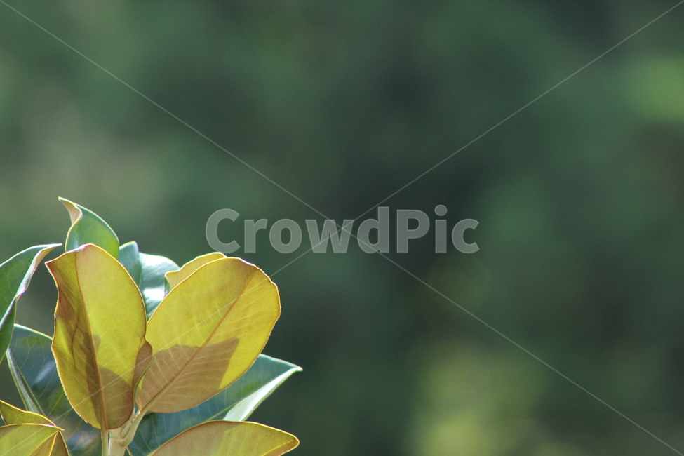 나무,자연,잎,잎사귀,여름,식물,계절,plants,season,감성,봄,새싹,아침,흐림