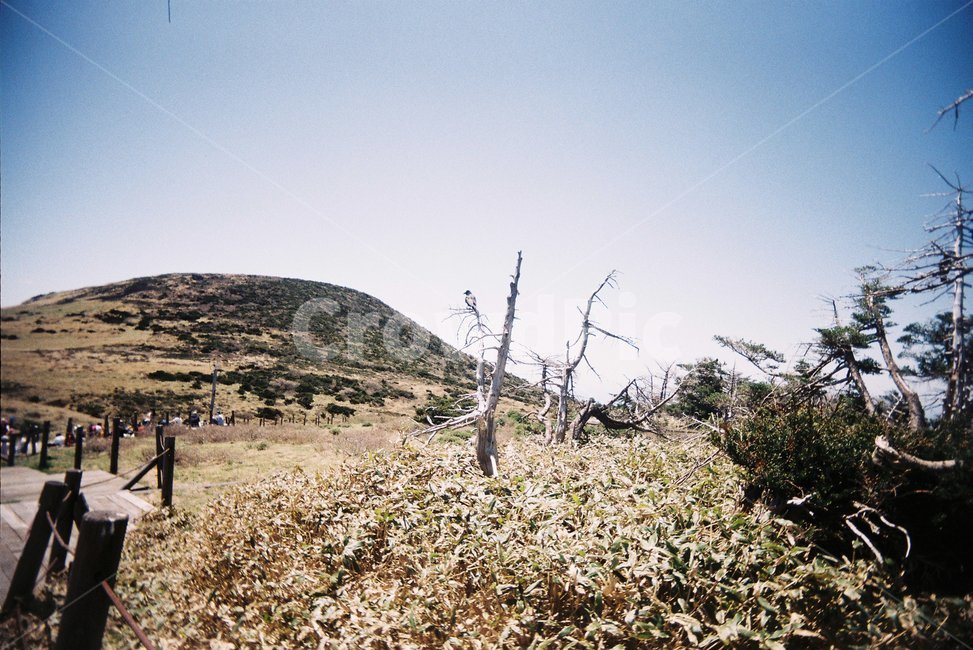 제주,제주도,한라산,윗세오름,오름,필름카메라,산,등산,산책,필름사진,film,mountain,jeju,jejudo,자연,풍경,nature,landscape,한국자연풍경,한국자연경관,korea nature landscape,제주도,jeju,jeju island,outdoors,옥외,grassland,목초지,field,들