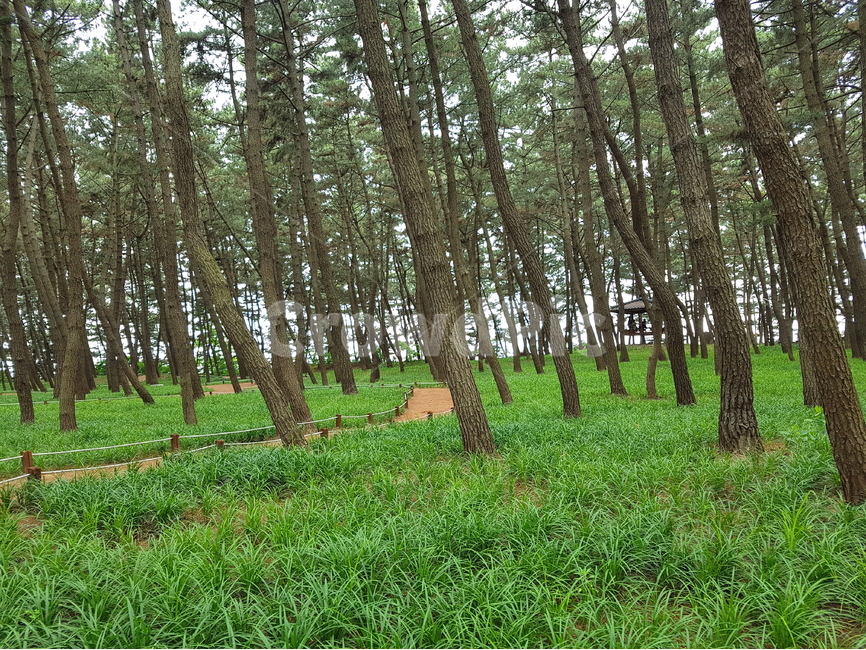 소나무,숲,송림,우거진소나무,방풍림,windbreak,nature,tree,맥문동,자연,푸르름,녹색,식물,자연,plants,nature,나무,trees,wood,휴식,힐링,rest,relaxation,healing