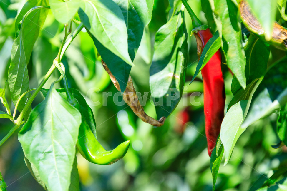 고추,매운고추,신선한,식물,건강한,야채,농업,식물,자연,plants,nature,채소,야채,vegetables